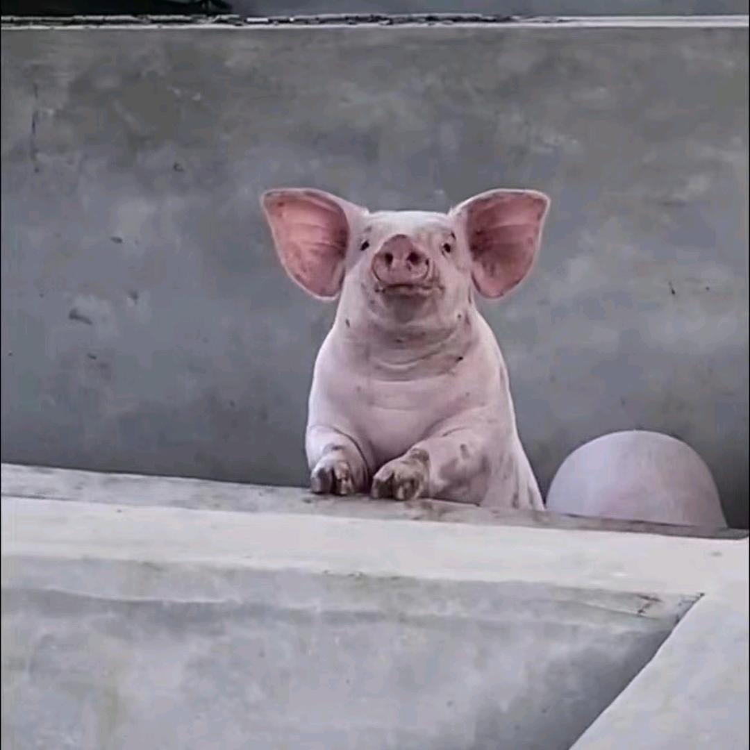 养猪人郑百万小号