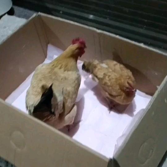 顾明月