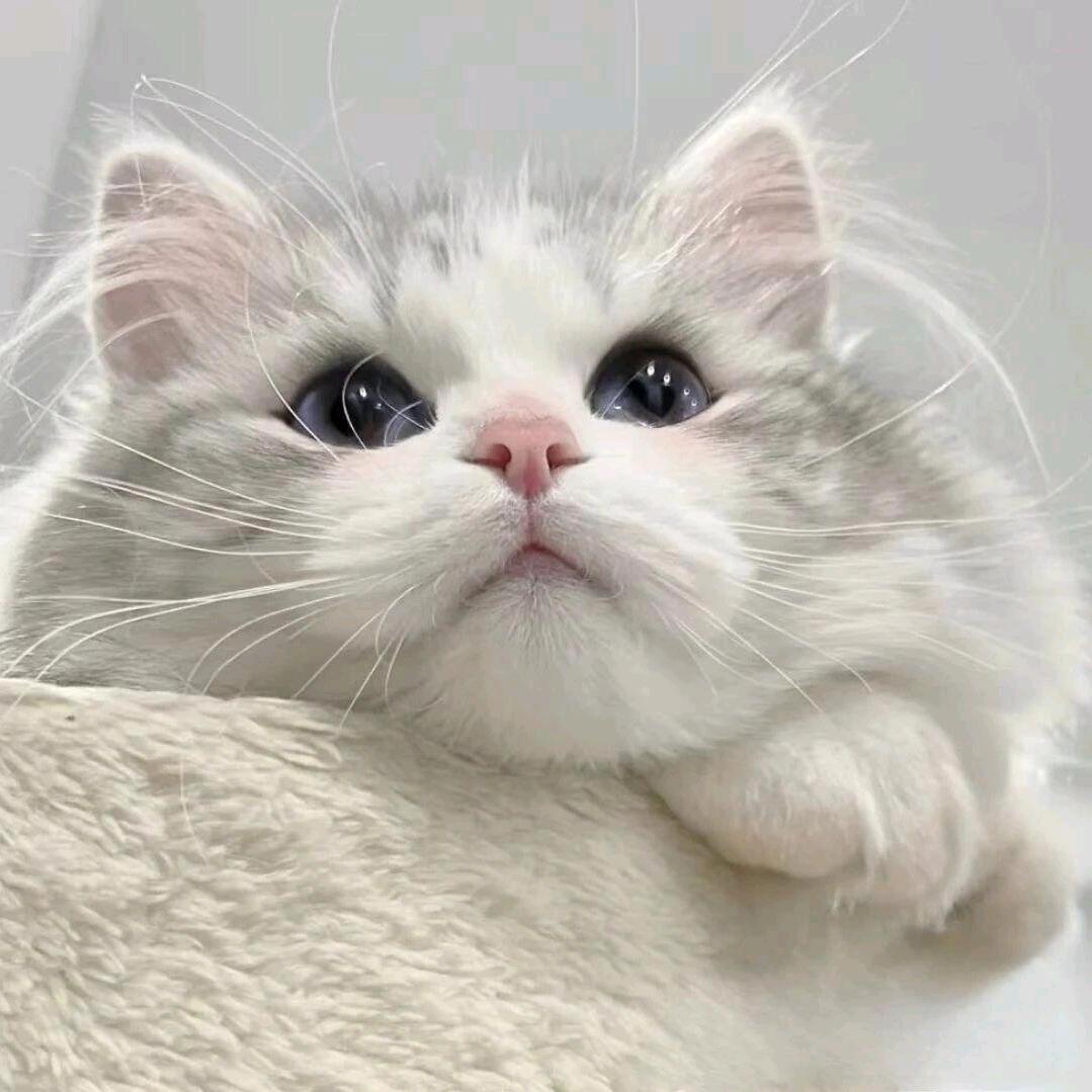 茉莉奶绿加芋圆