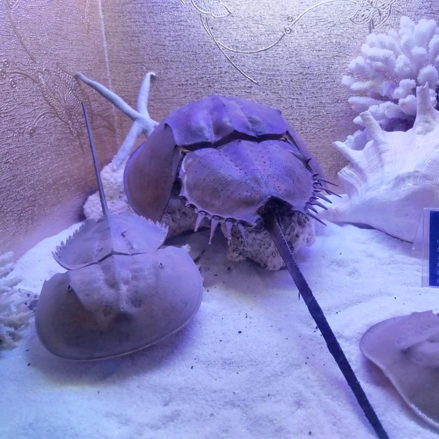 隆回万和、老板电器小罗