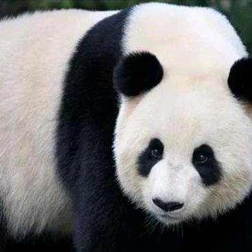 口袋里的一颗糖