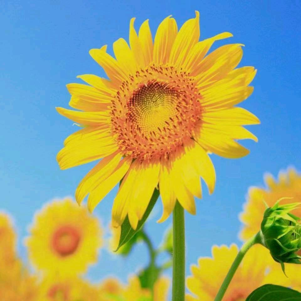 用户水中花6897562273981