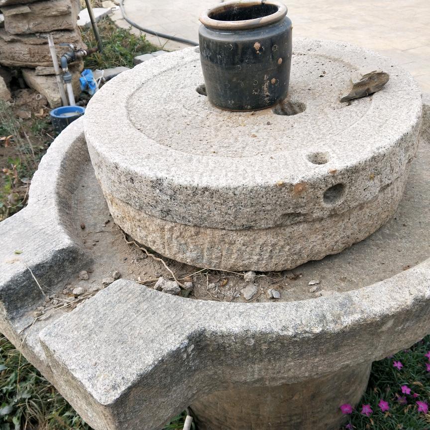 火龙果