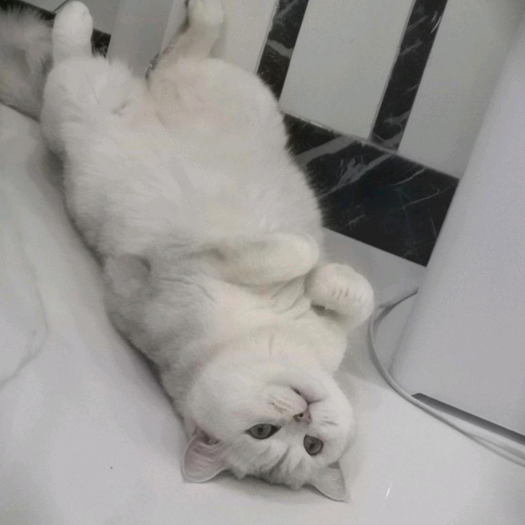 猫猫咪呀