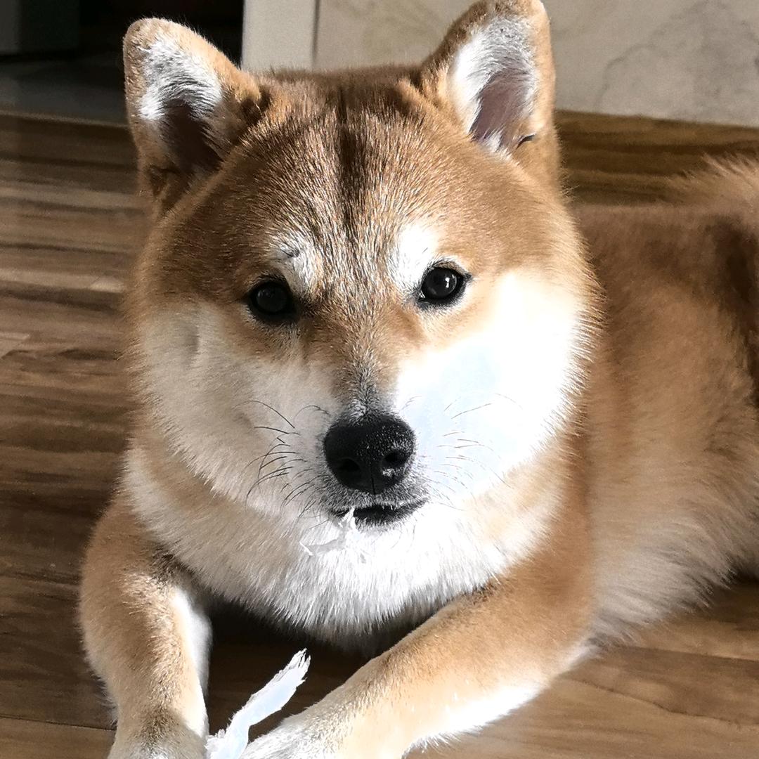 铁锤妹妹@