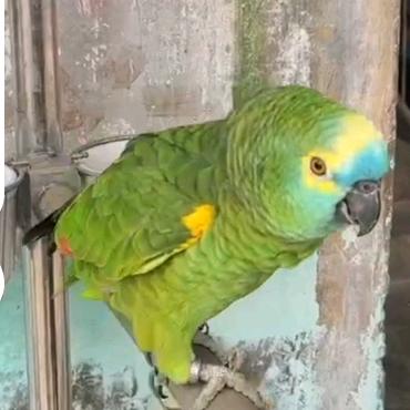 睡懵的老大《牧轩鹦鹉🦜繁殖基地》