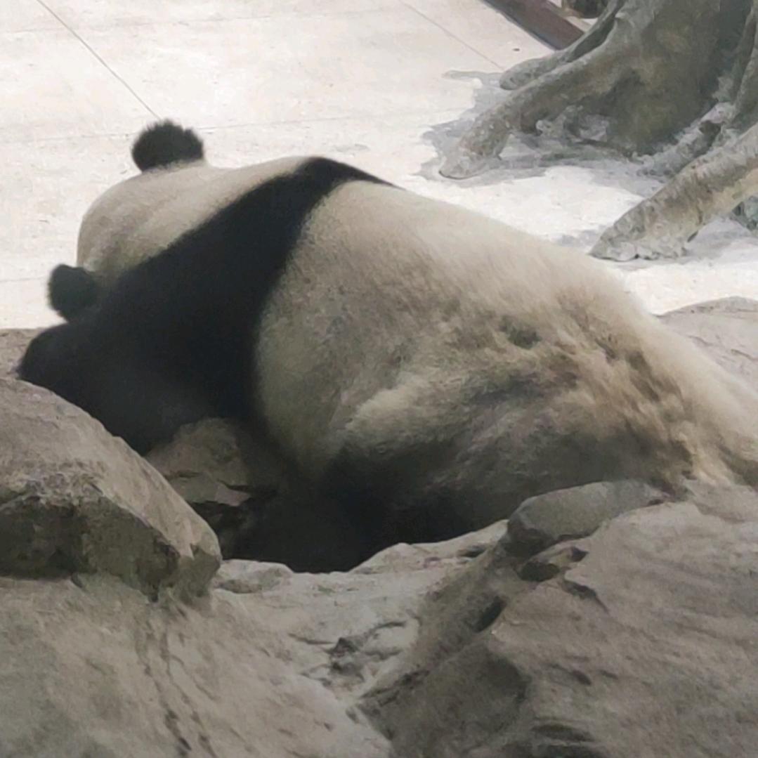 离糕头像