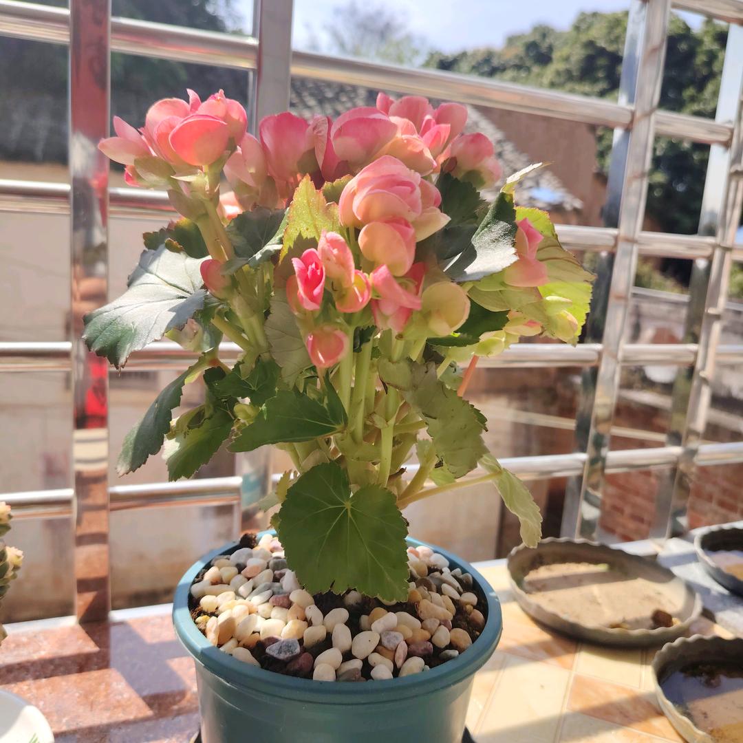 黄生