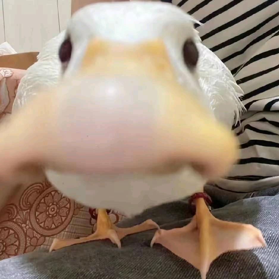 林.
