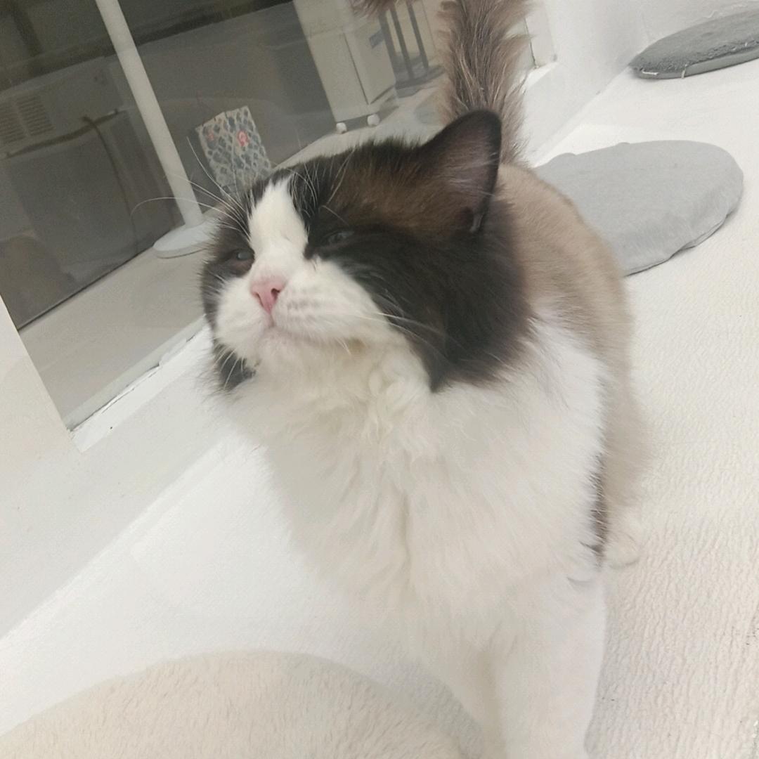 柔情似水，佳期如梦令