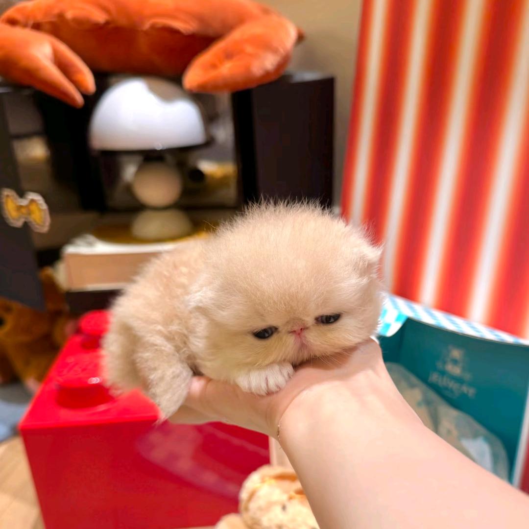 花花曰