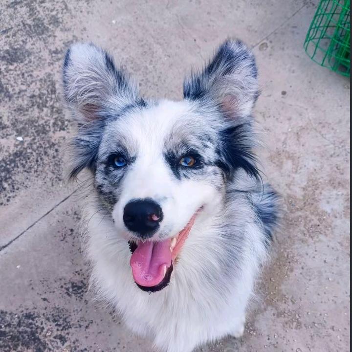 家有虎妮和波妞（边境牧羊犬）