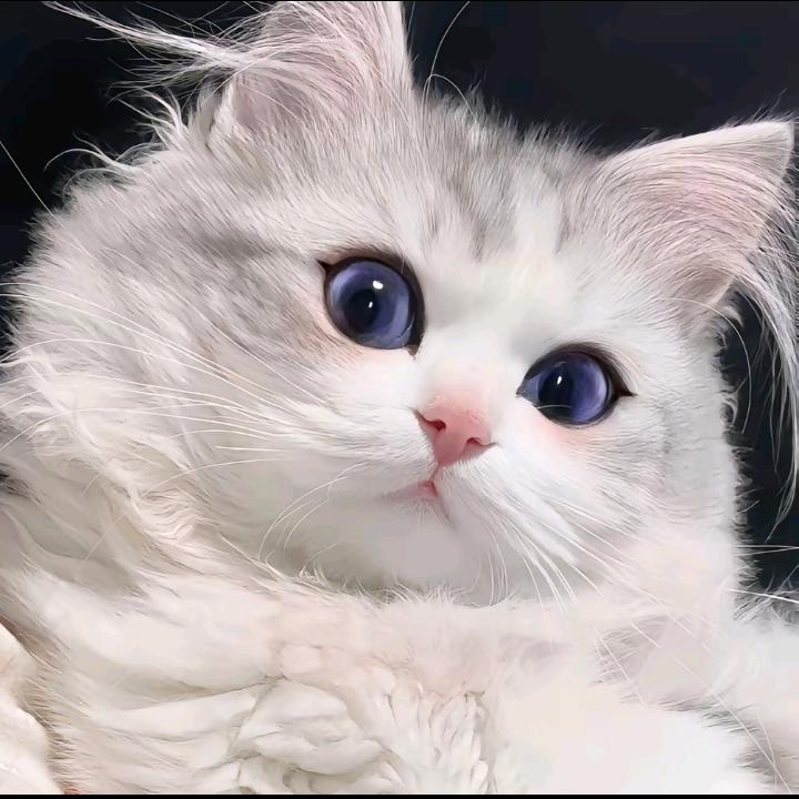 猫子