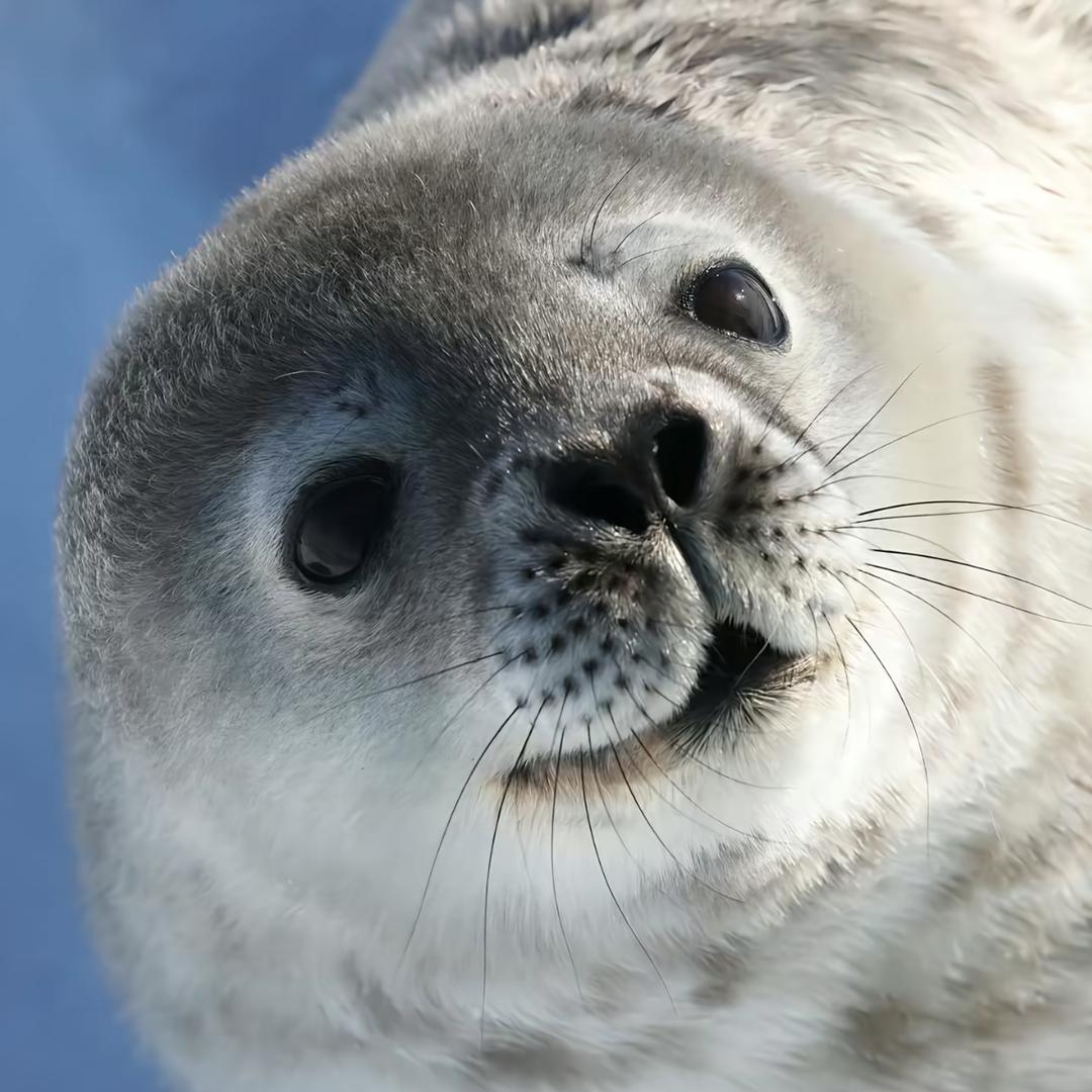 夢野ぼんやりした🦭