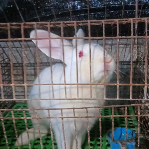 兔老板的快乐生活