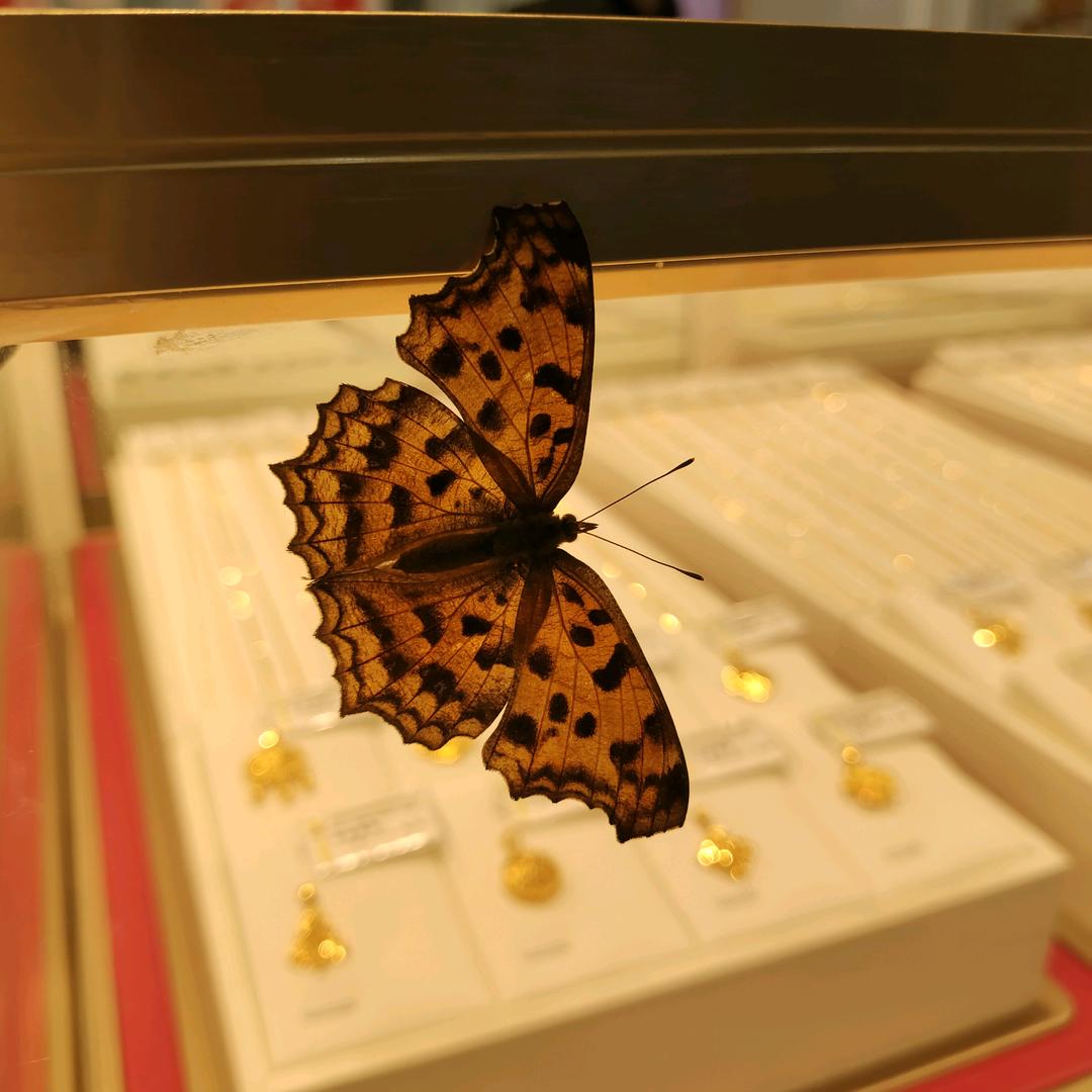 金饰分享（中国黄金版）