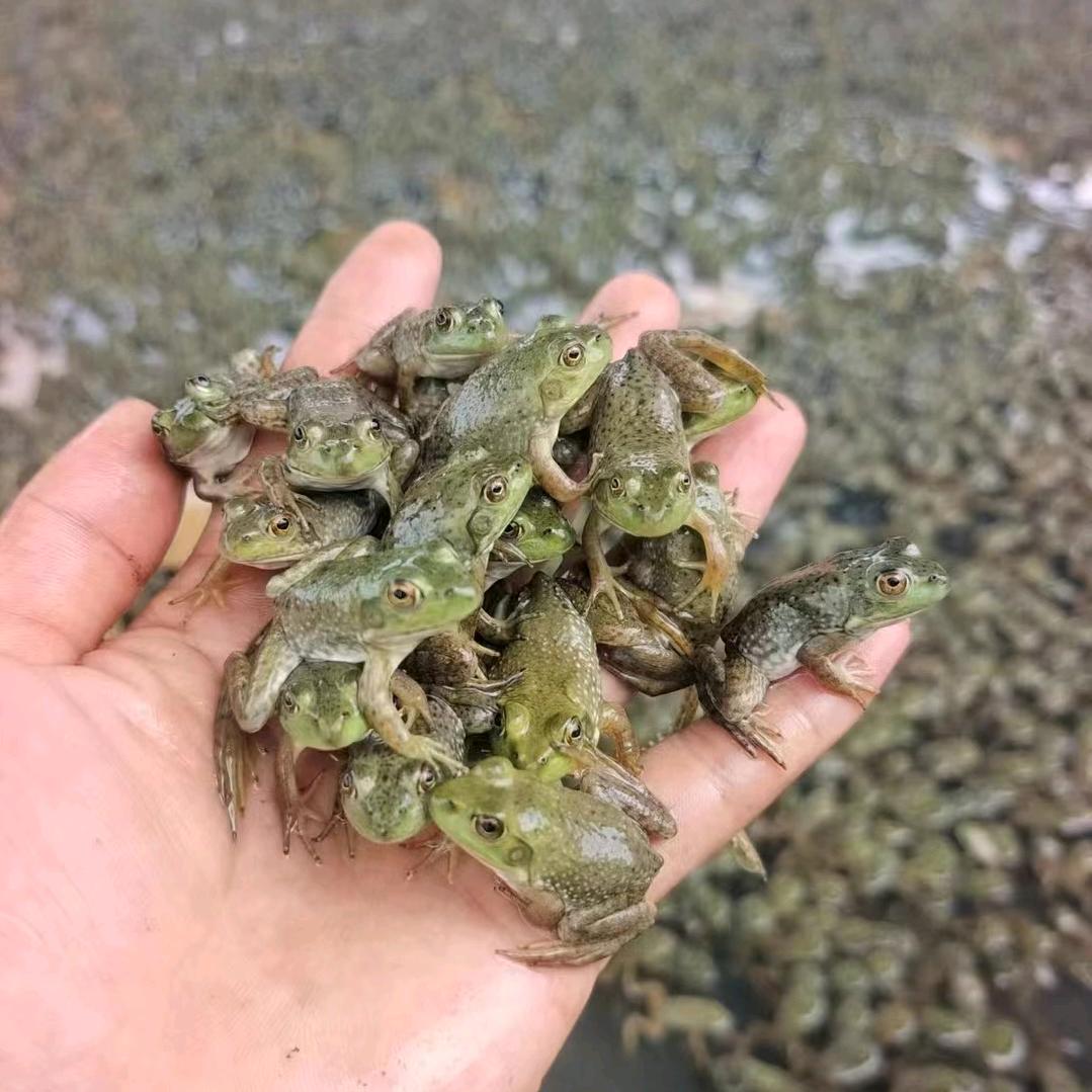 东山蛙苗王子