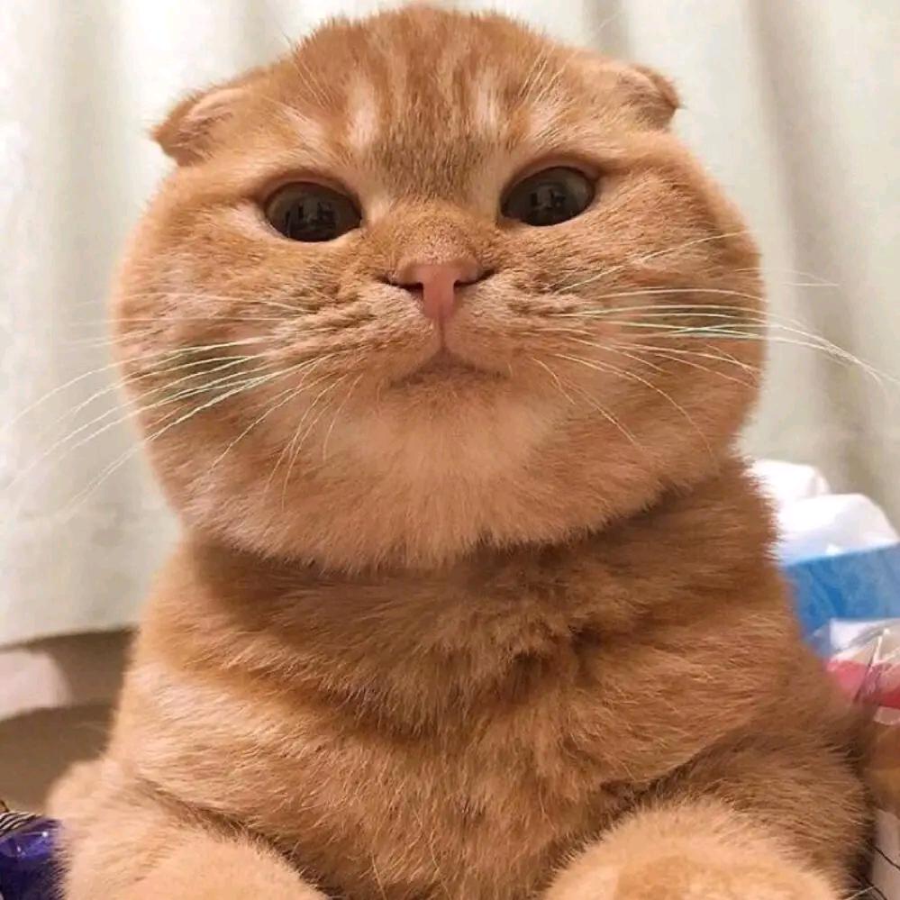 老猫（三角洲行动）