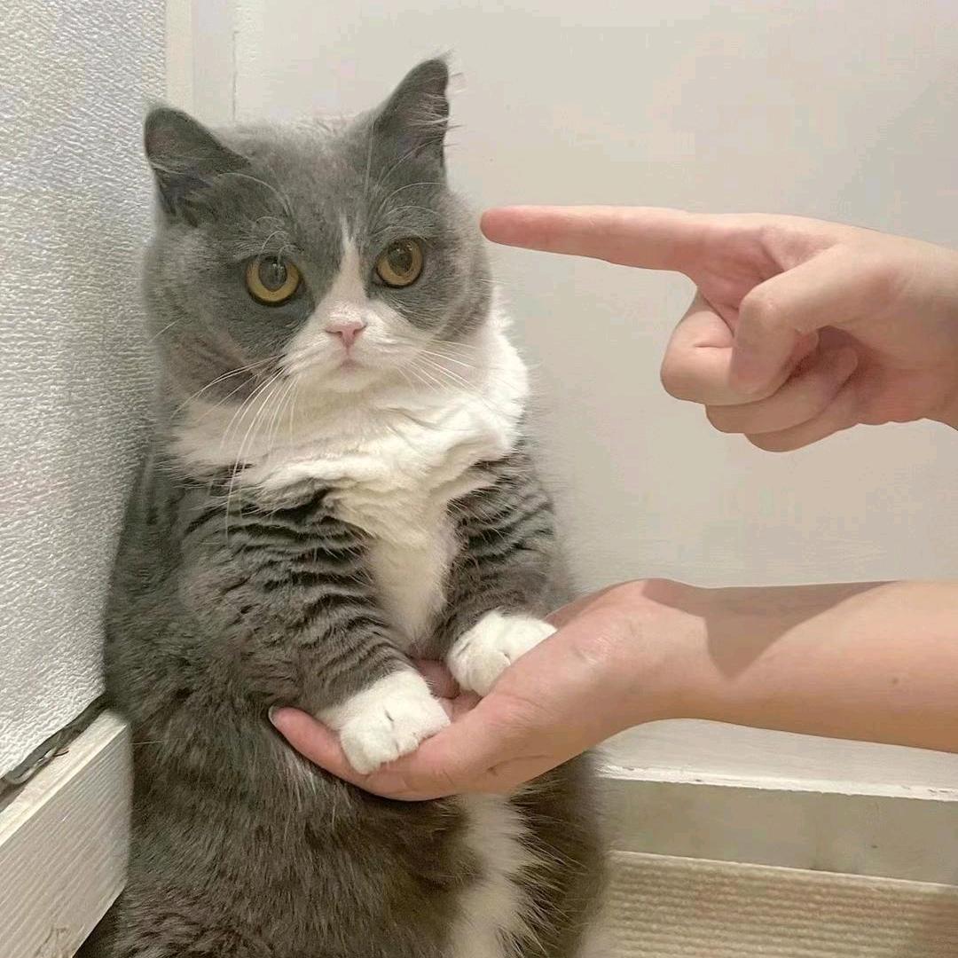 我家猫叫小黑