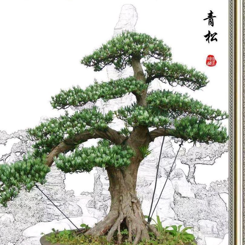 不老的青松