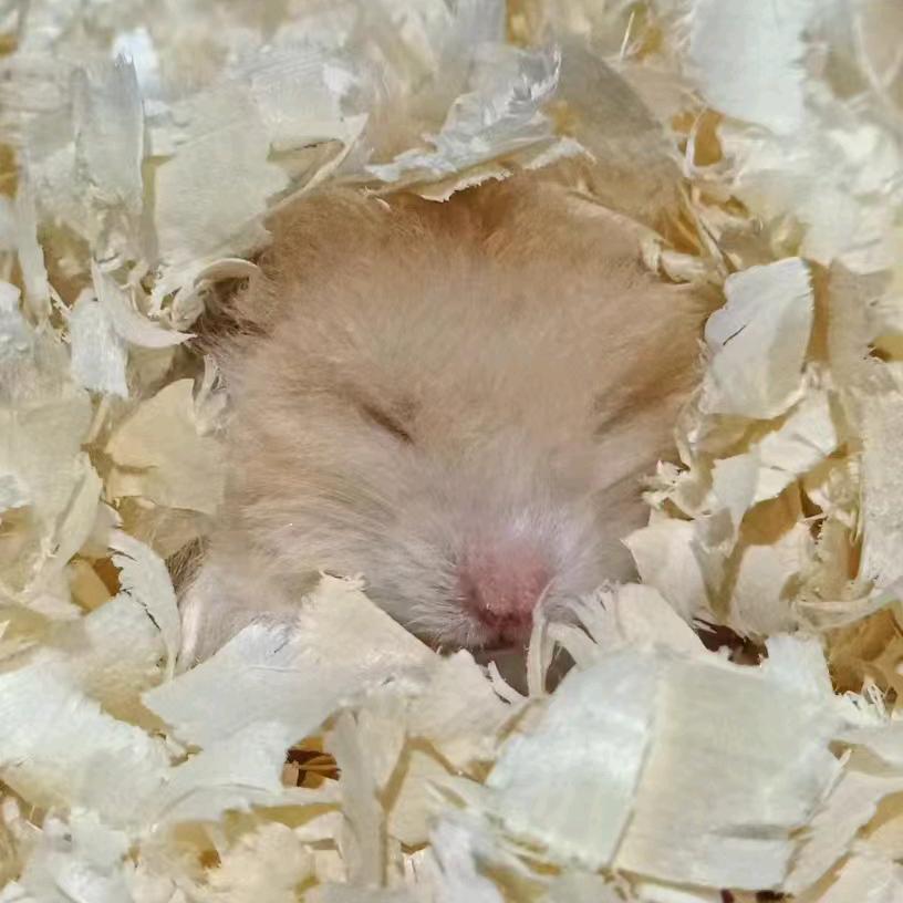 唔哩亲亲小仓鼠