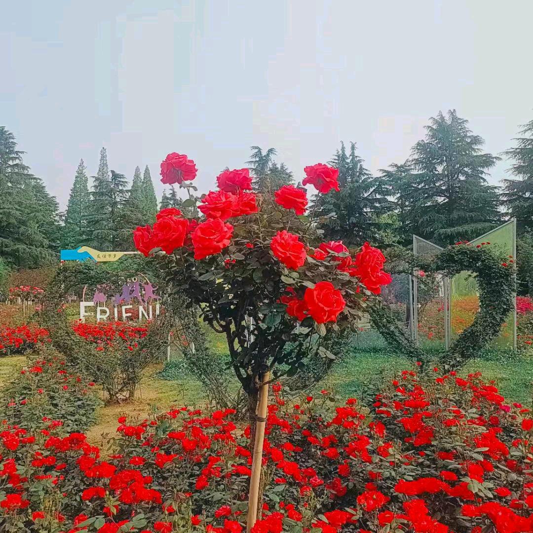 用户1264009429969小王。