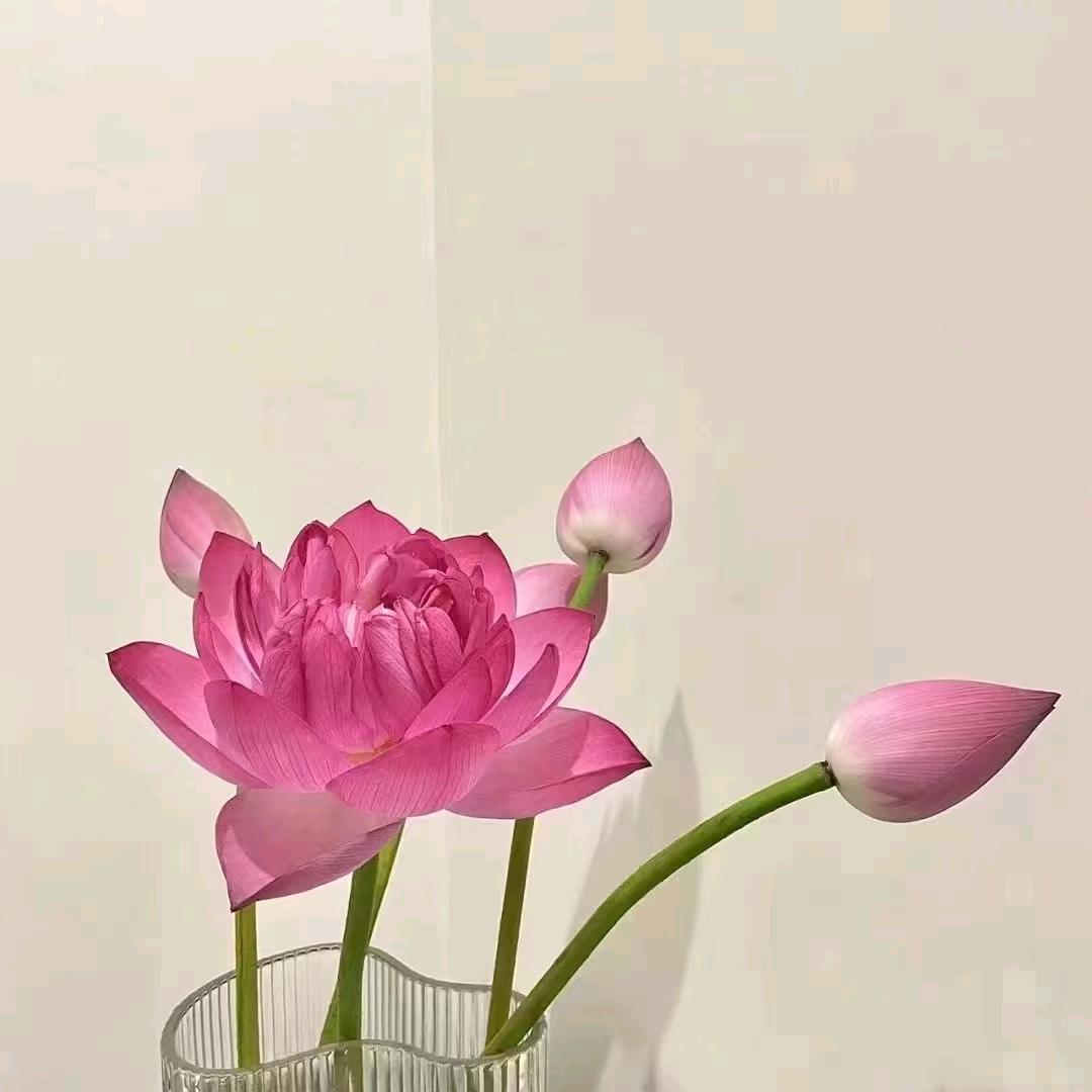 ✎ℳ̶̶那年🐾