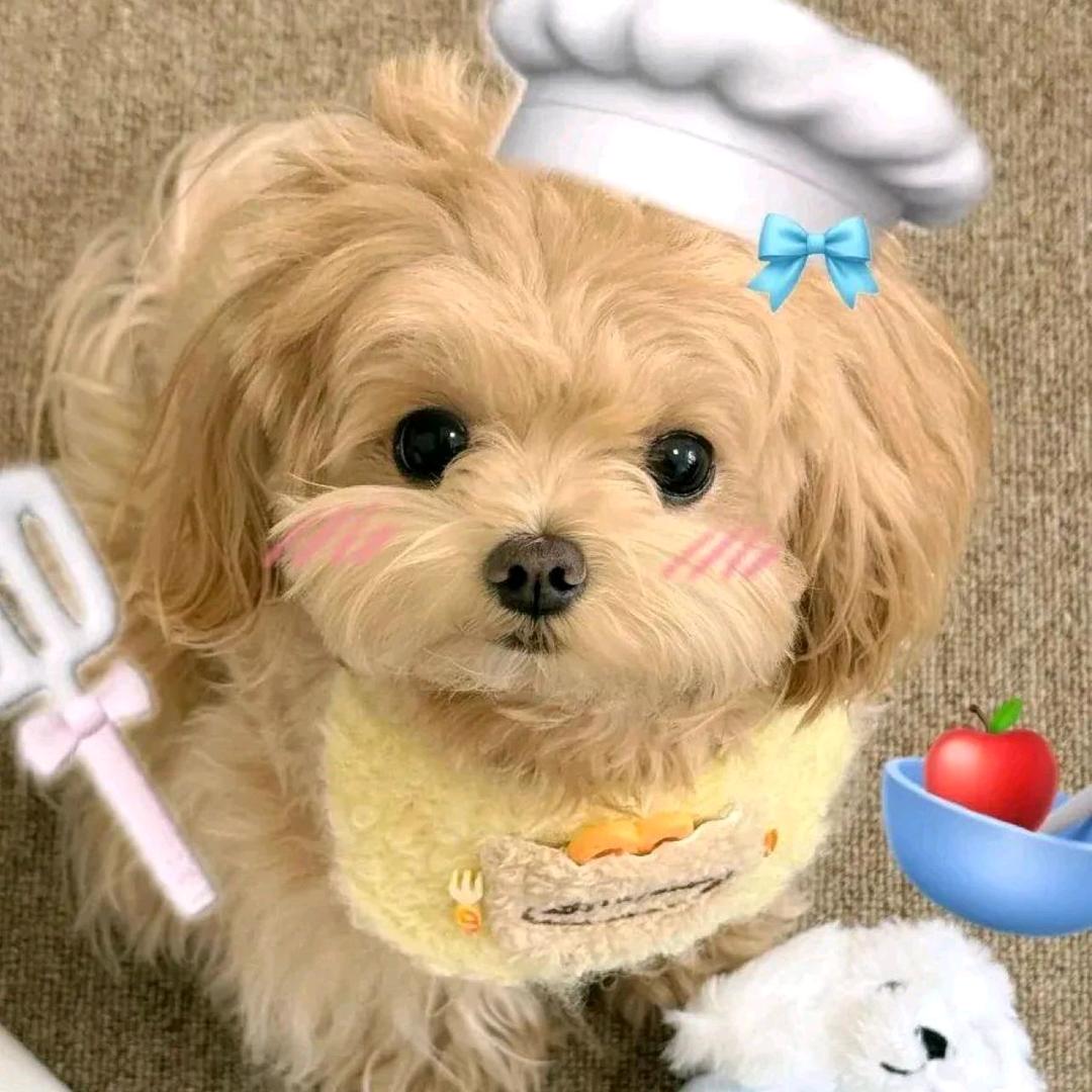 午夜吃薯条🍟