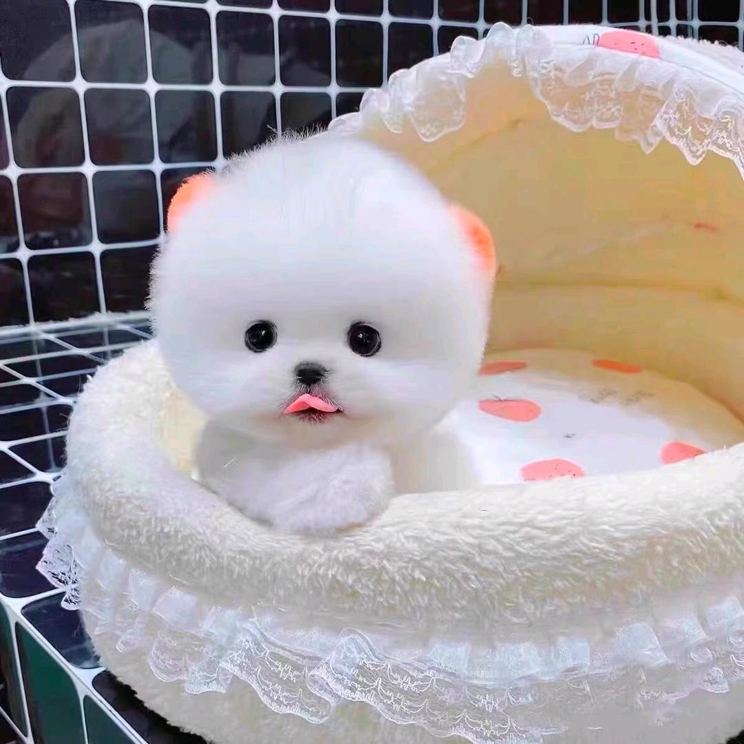 ღ᭄: ོ༊࿆*爱你ꦿ໌້࿐