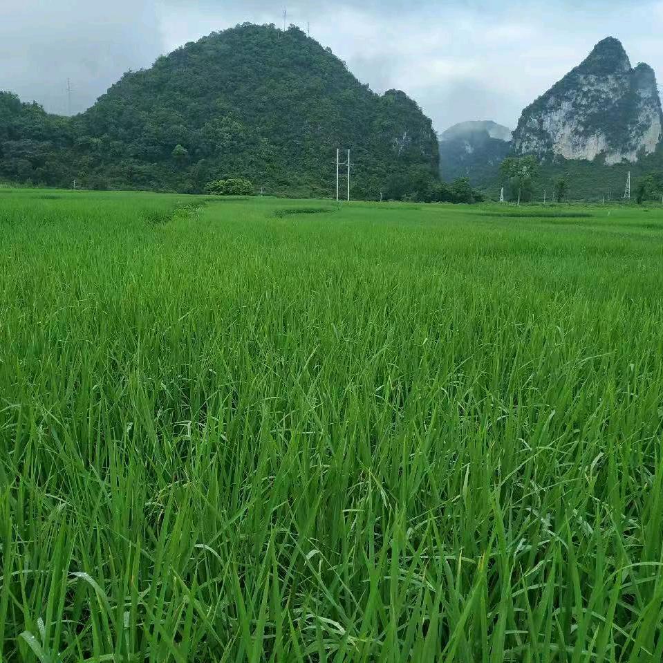 青儿