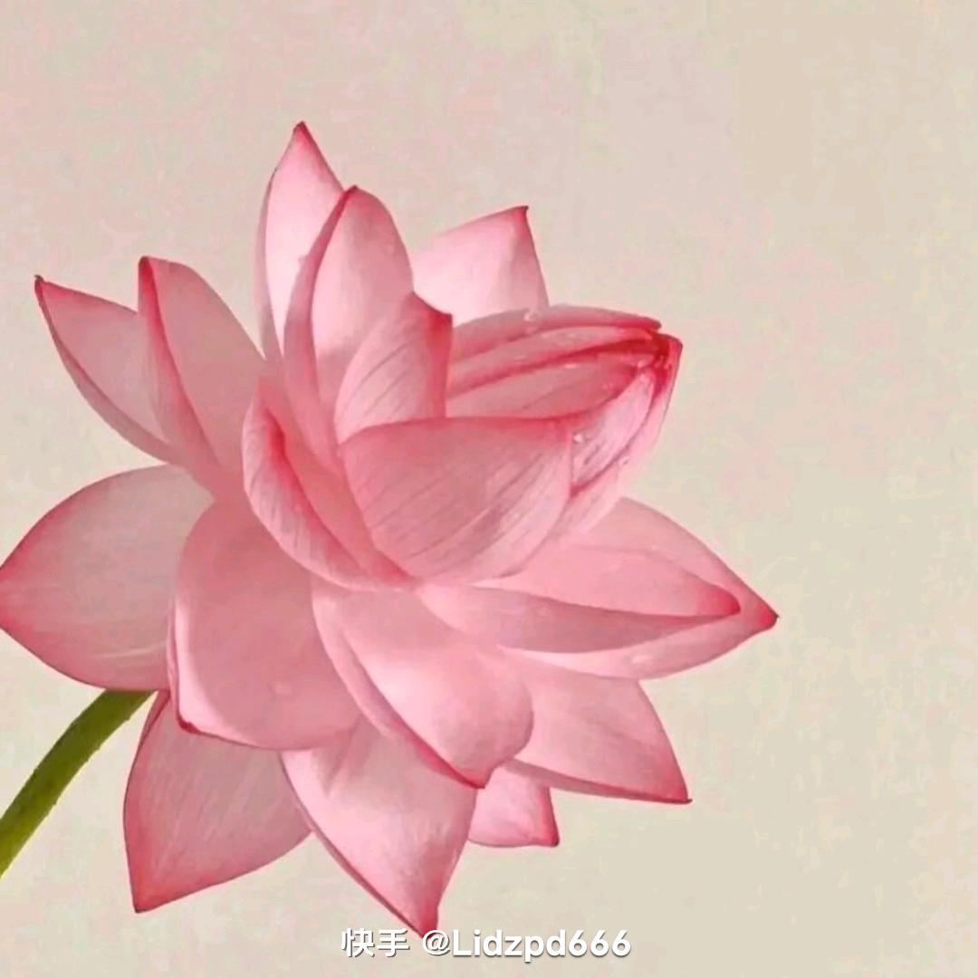 花开岁月