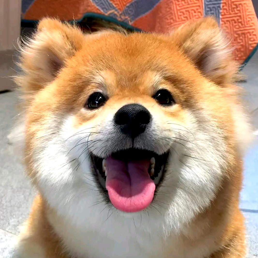 春的小树