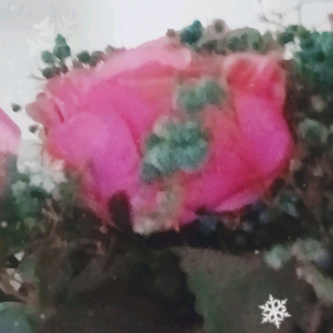 飞天螳螂