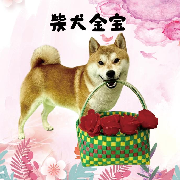 柴犬金宝@抖音