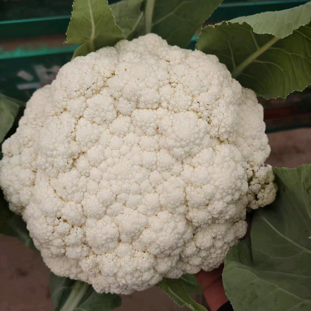 邯郸蔬菜（代办）