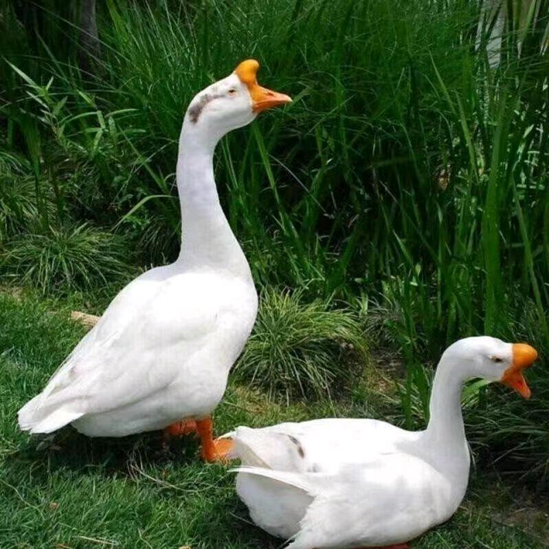 丹宠家禽宠物