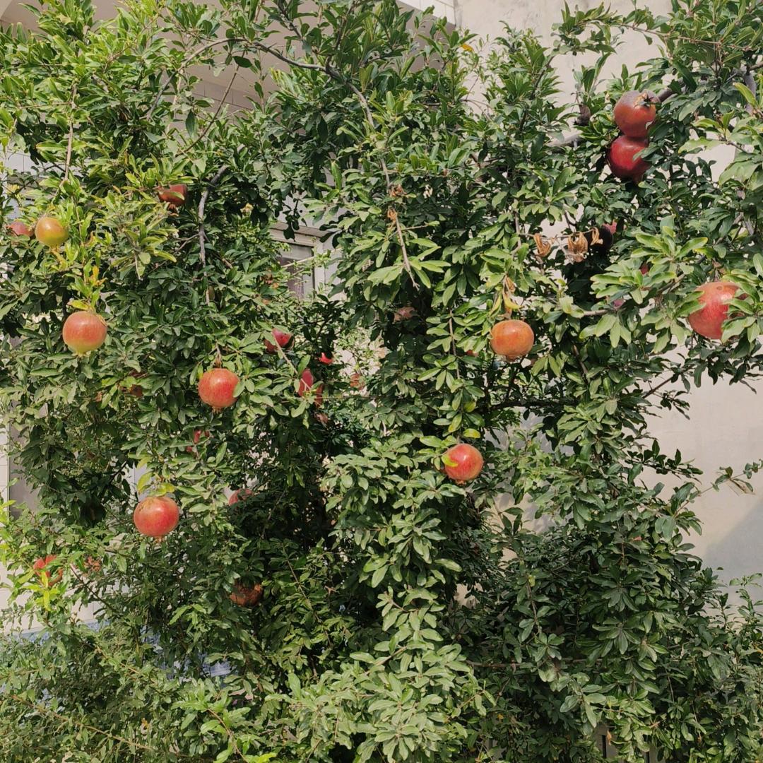 事事`顺、顺(๑`ȏ´๑丨更辉煌