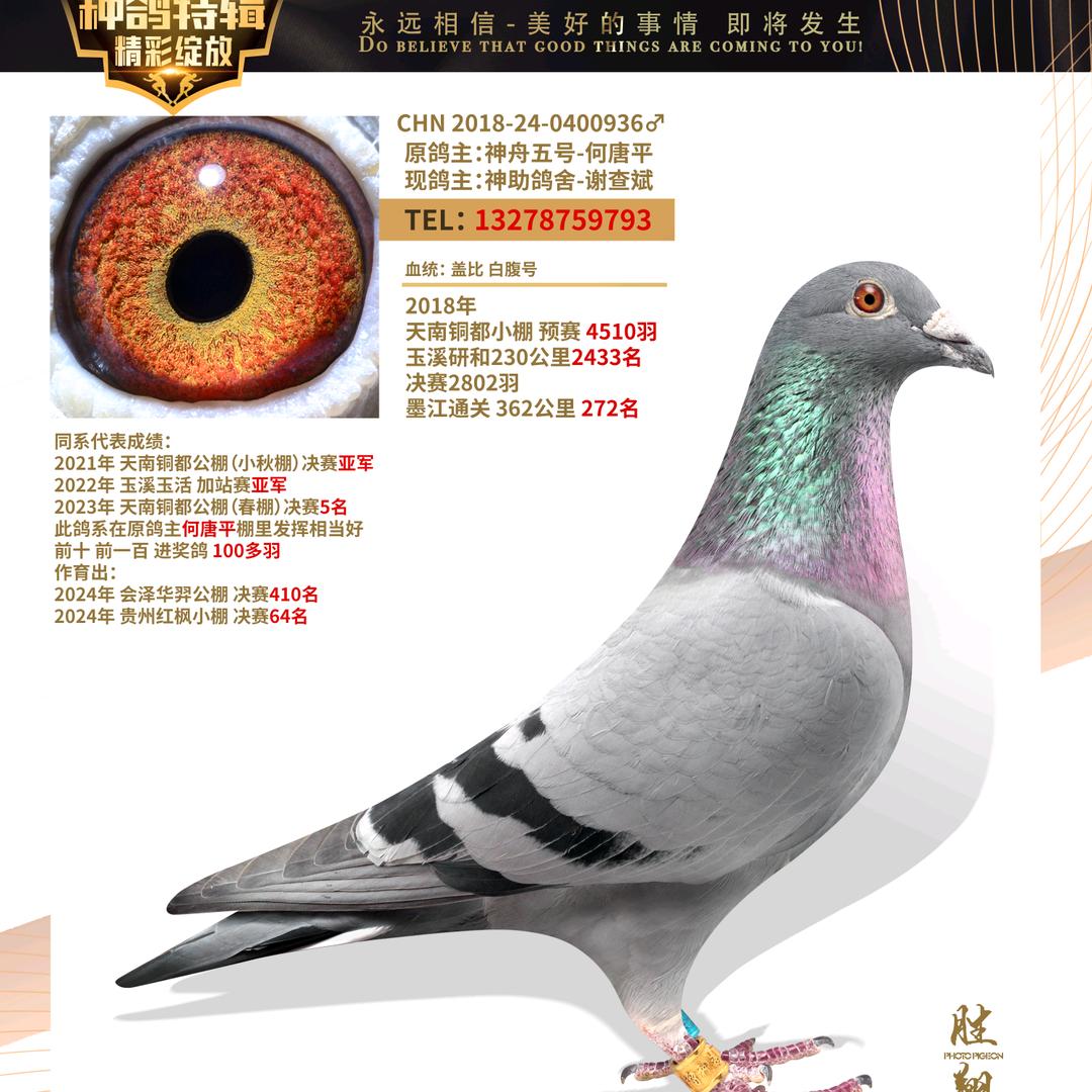 云南神助鸽舍 谢查斌🕊