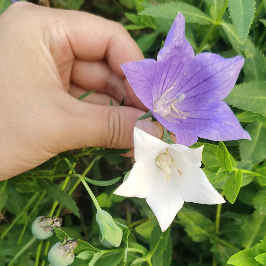 80后药农