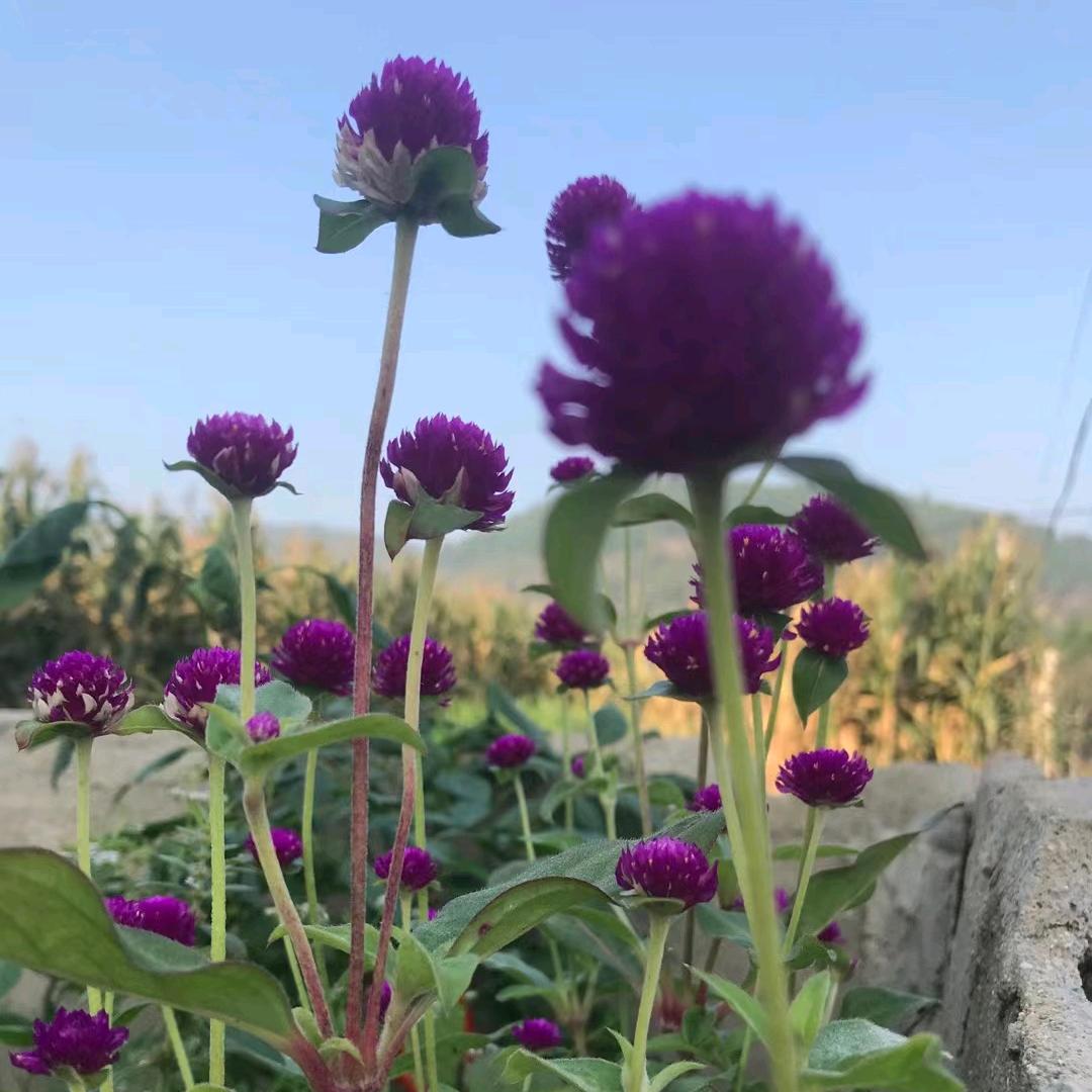 琳达琳我爱的人