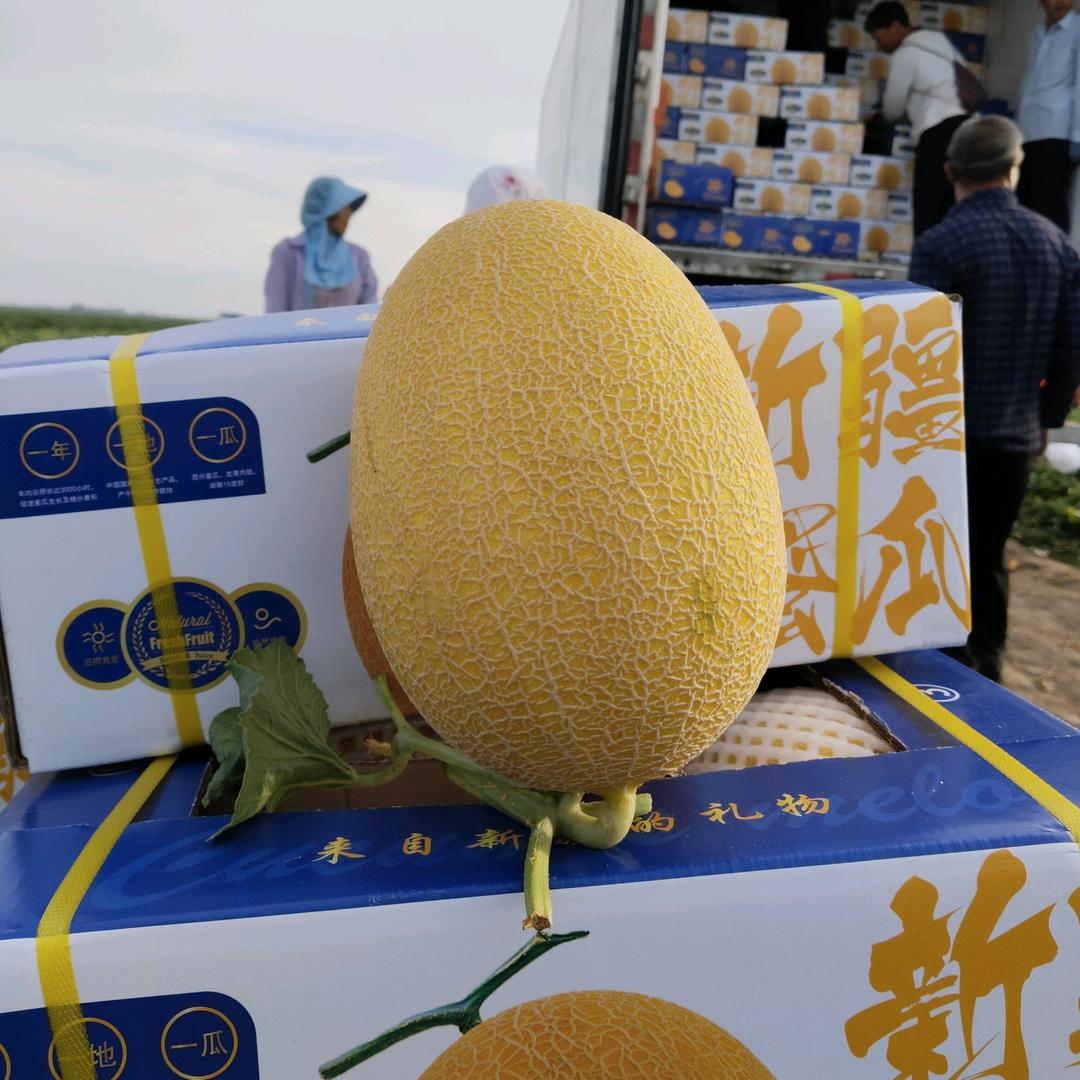 哈密瓜代办沈