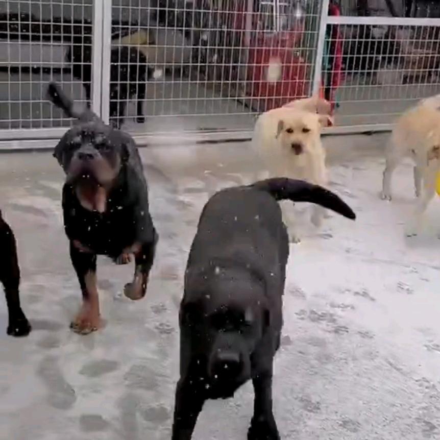 鉴狗论犬者~发