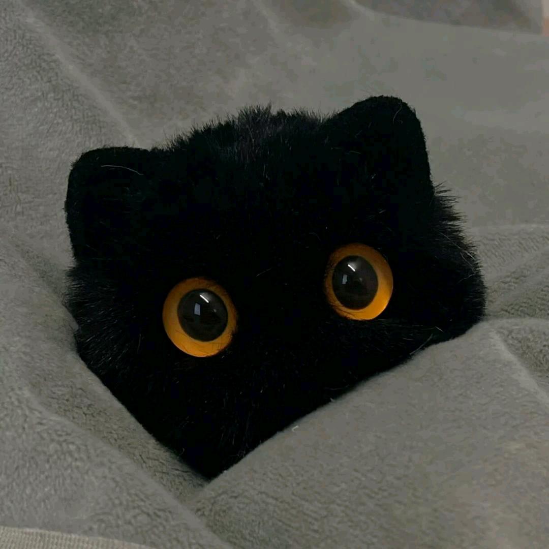 这是一家宠物店🐱