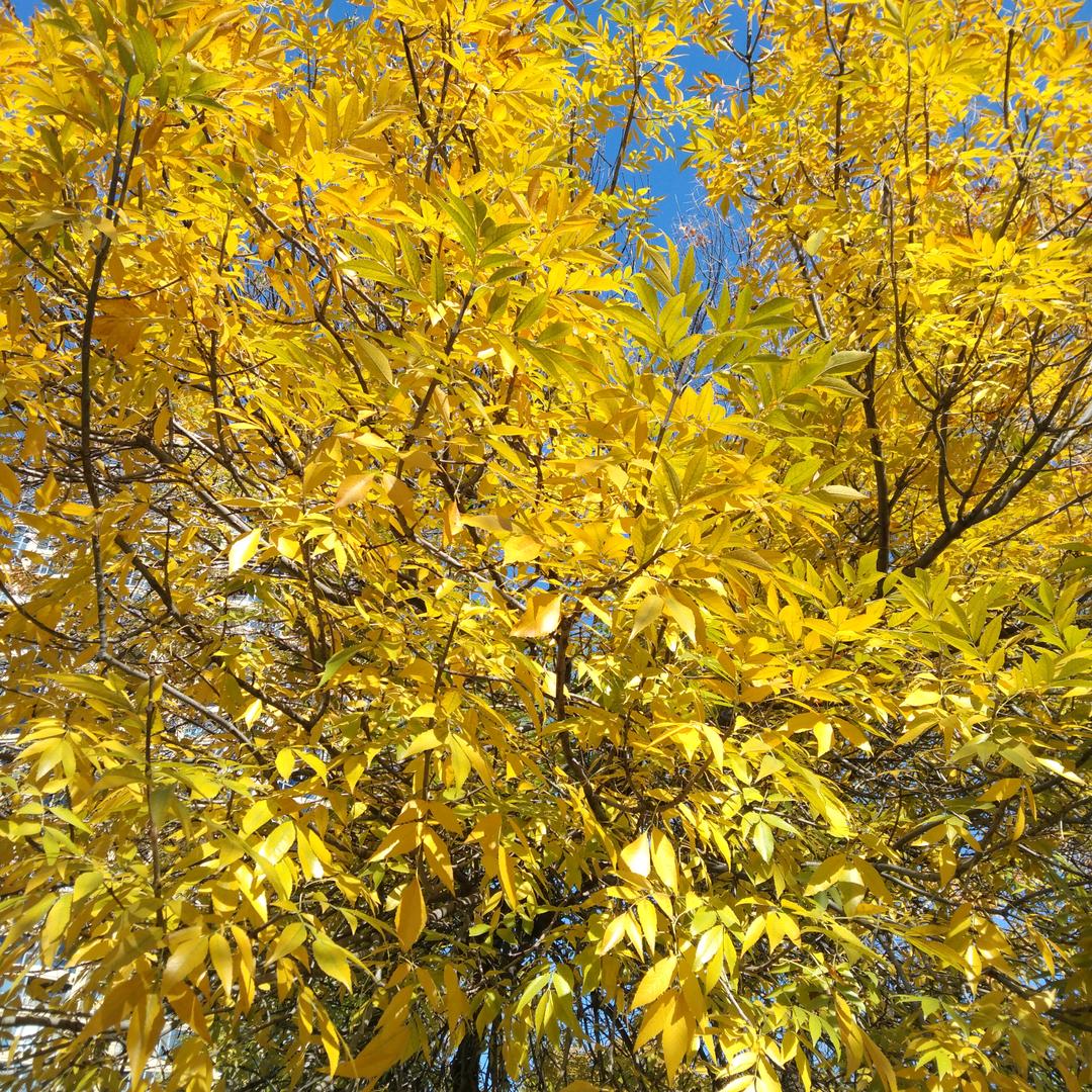 长沙市望城区凌又琴百货店（个体工商户）