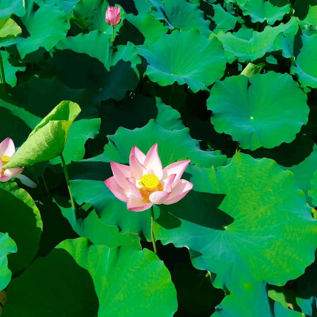 ᝰ🥀不可࿆触碰ꦿᩚ的伤᭄๑҉