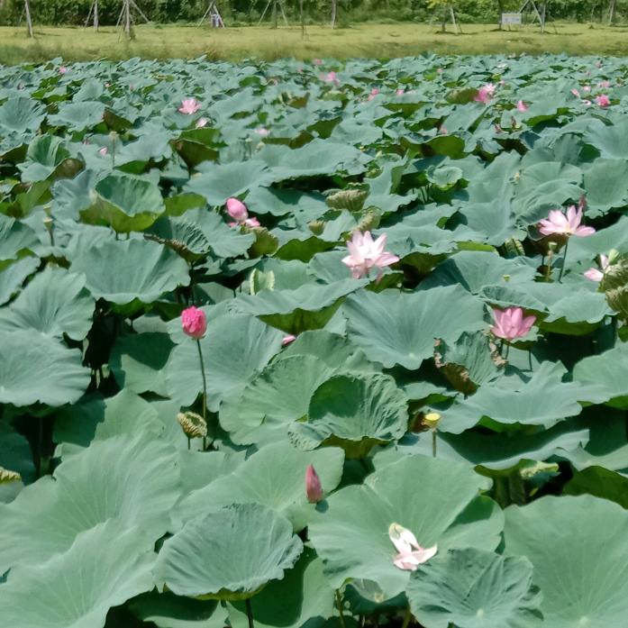 玉兔精Σσ༼ ͝°థ౪థ)° ༽꒱۹͒꒰