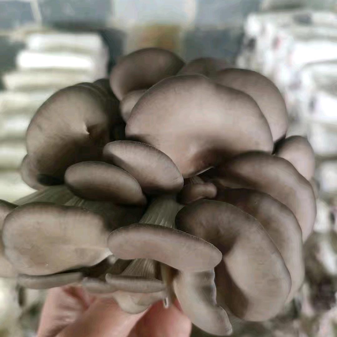 百菌香家庭农场