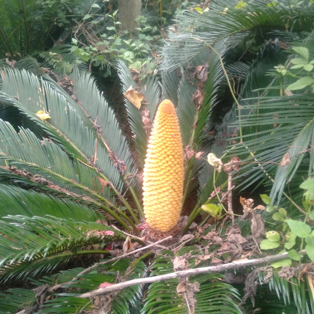 睡觉从不穿内裤🌲