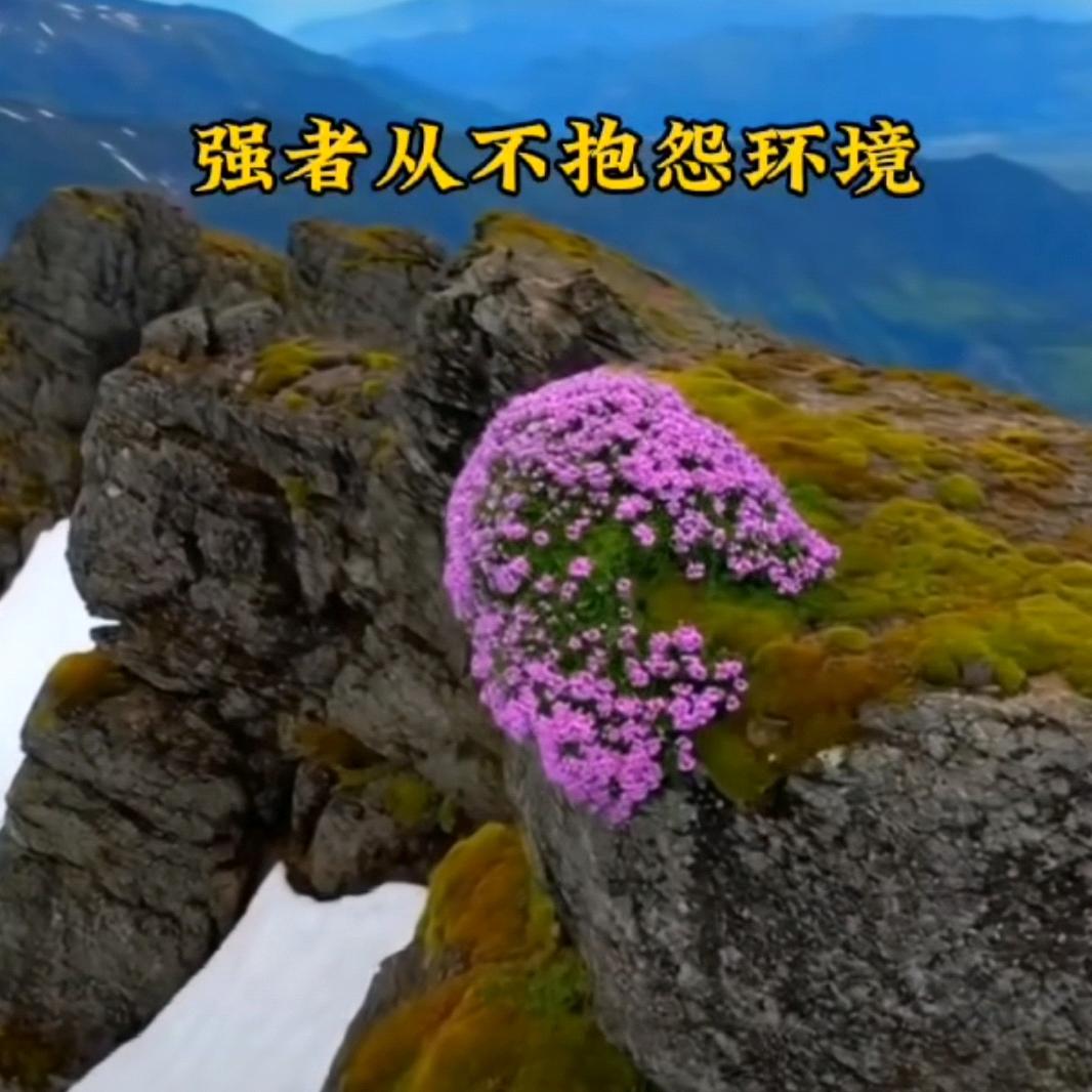 人间画大饼的日子