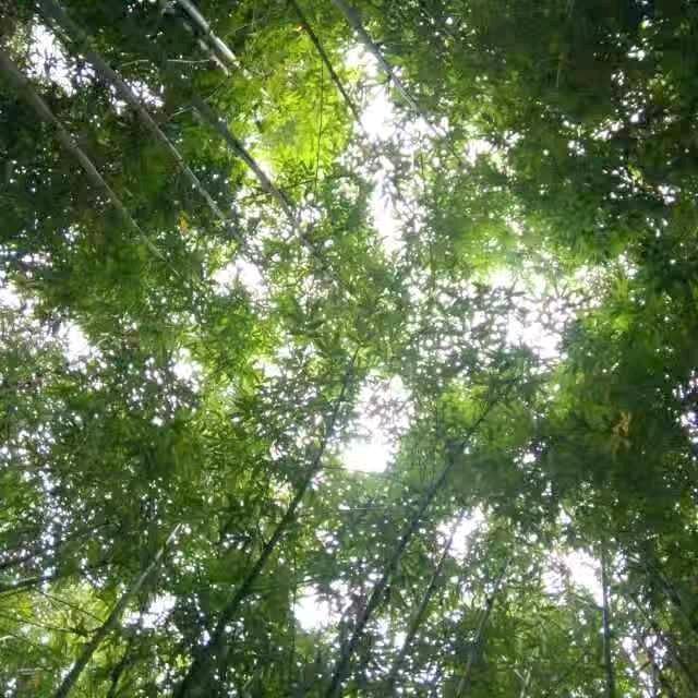 花开半夏夏